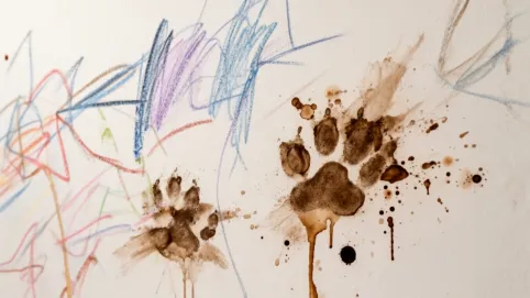 Jak umyć ścianę pomalowaną farbą lateksową